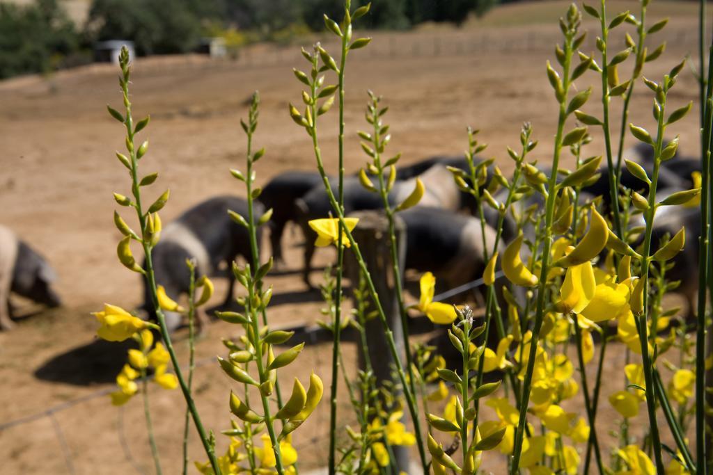 Boschetto Di Montiano Montiano (Tuscany)