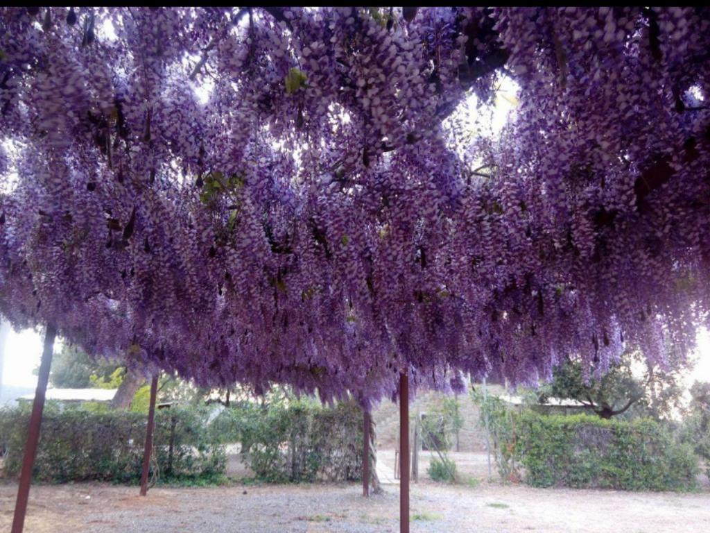 Farm stay Boschetto Di Montiano *